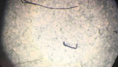 Antartide microplastiche