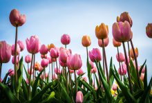 pasqua sole primavera meteo