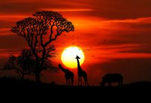 Africa