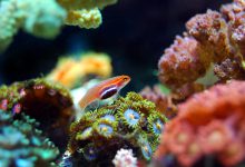 barriera corallina