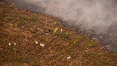 amazzonia incendi foresta deforestazione amazzonica