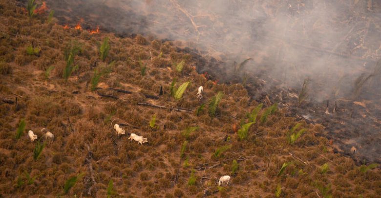 amazzonia incendi foresta deforestazione amazzonica