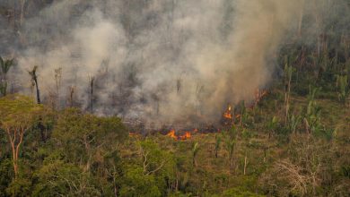 amazzonia incendi foresta deforestazione amazzonica