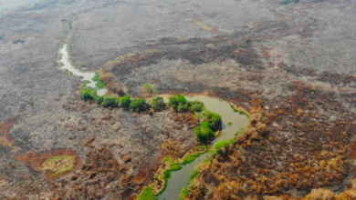 Brasile Pantanal