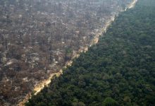 amazzonia foreste incendi foresta deforestazione amazzonica