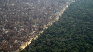 amazzonia foreste incendi foresta deforestazione amazzonica