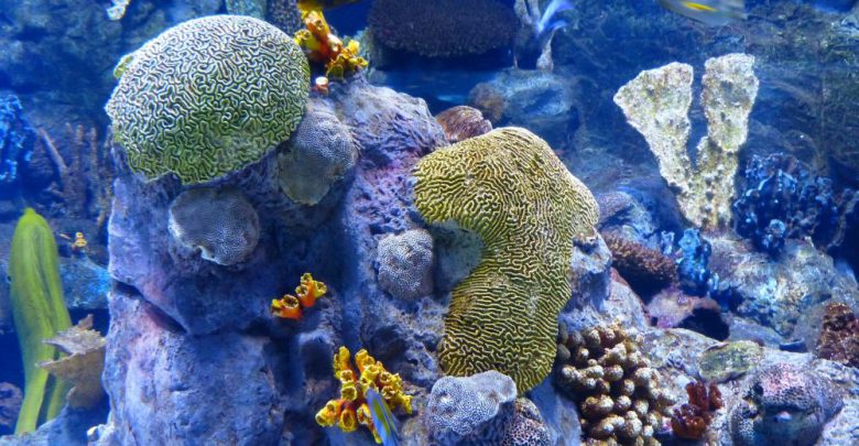 Scoperta in Australia una nuova barriera corallina alta mezzo chilometro