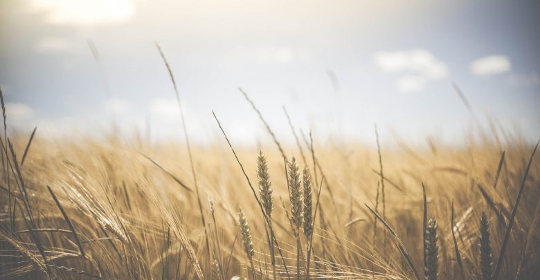 La possibilità di alimentazione a rischio per il cambiamento climatico