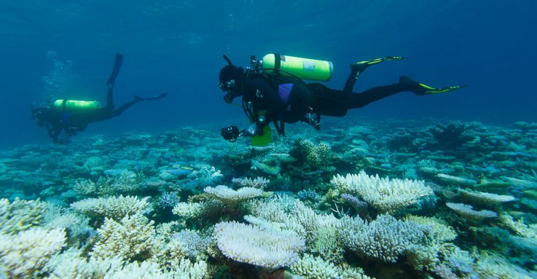 coralli barriera corallina