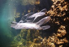 plastica microplastiche oceano mare inquinamento