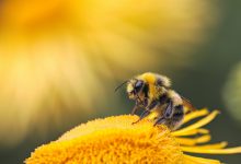 impollinatori api pesticidi strage