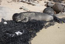 Foca monaca Lampedusa