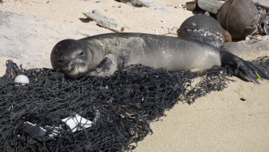 Foca monaca Lampedusa
