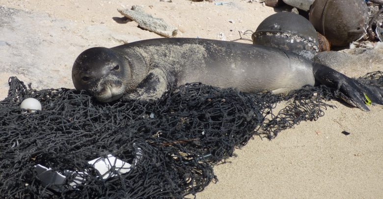 Foca monaca Lampedusa