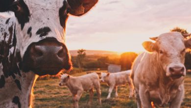 emissioni accordo di parigi agricoltura allevamento