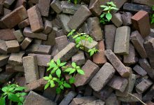 biomassa antropocene