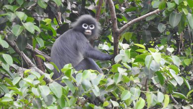 specie biodiversità