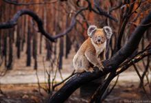 incendi australia clima