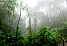 foresta amazzonica