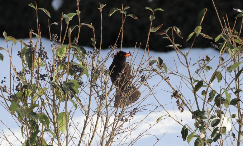 meteo giorni della merla