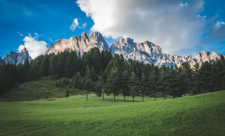 cambiamenti climatici foreste