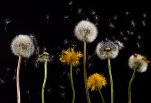 clima salute allergia pollini