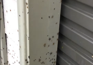 Australia ragni