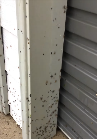 Australia ragni