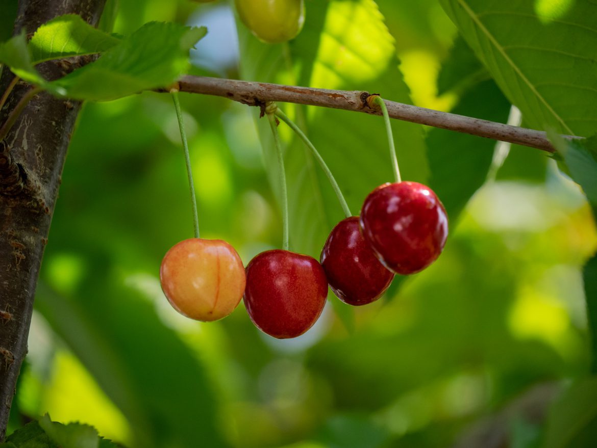 Il “Cherry Picking", la scienza e le verità nascoste… ma da chi