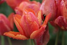 meteo pasqua pasquetta