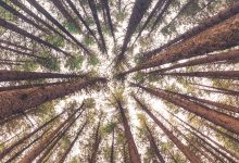 Giornata Internazionale delle Foreste