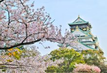 Giappone sakura