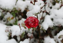 meteo primavera neve