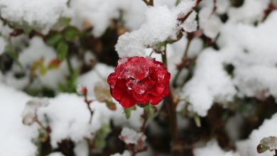 meteo primavera neve