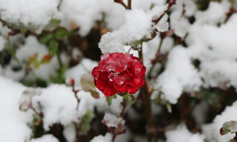 meteo primavera neve