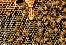 api biodiversità