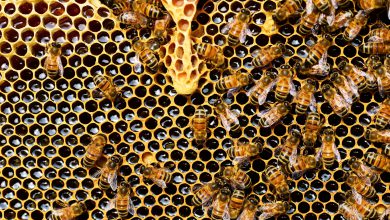 api biodiversità