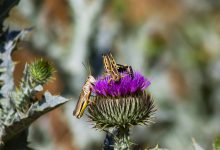 cavallette Sardegna