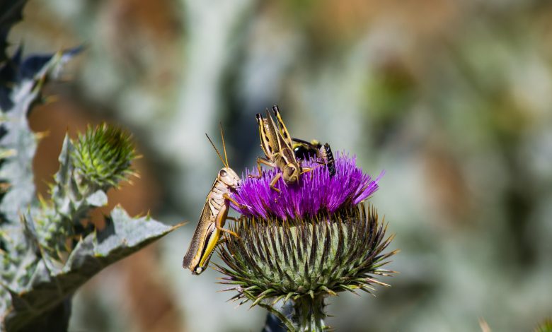 cavallette Sardegna