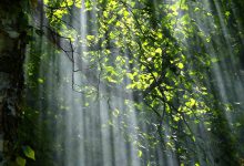 foreste