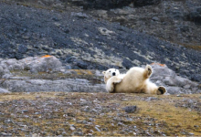 svalbard norvegia parco nazionale