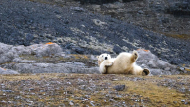 svalbard norvegia parco nazionale