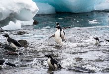riscaldamento globale - pinguini