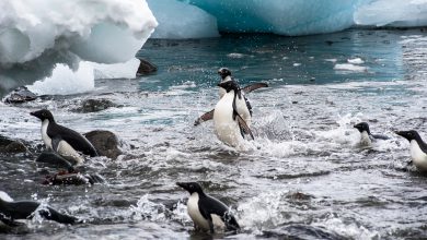 riscaldamento globale - pinguini