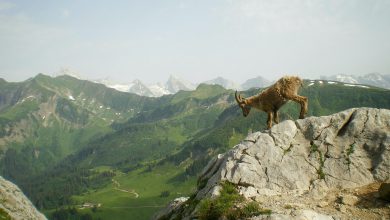 cambiamenti climatici alpi