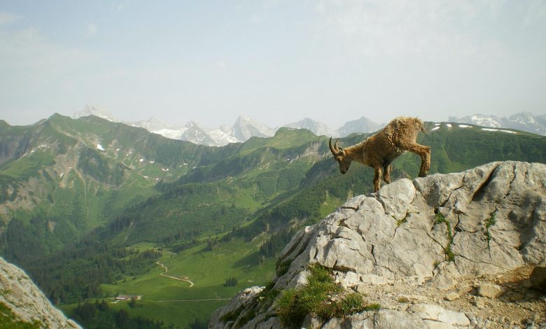 cambiamenti climatici alpi