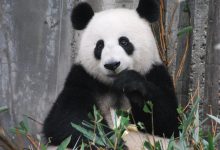 panda