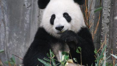 panda