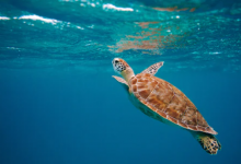 tartarughe marine italia