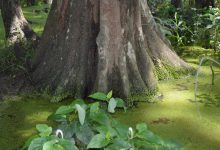 albero più vecchio